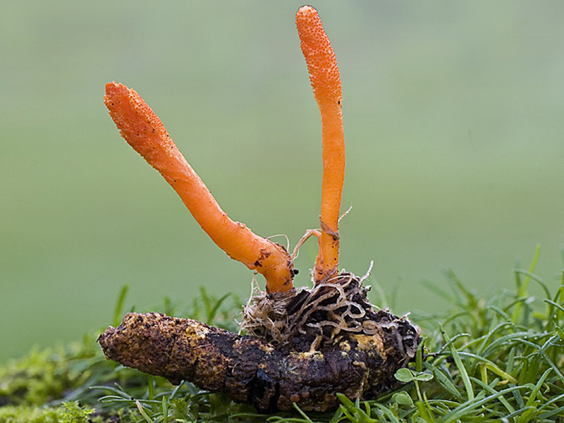 Cordyceps Militaris